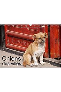 Chiens Des Villes 2017