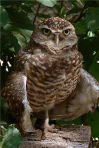Burrowing Owl Journal: 150 Page Lined Notebook/Diary