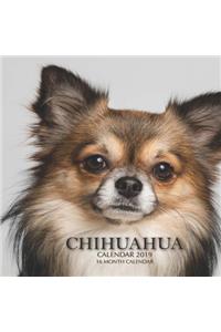 Chihuahua Calendar 2019