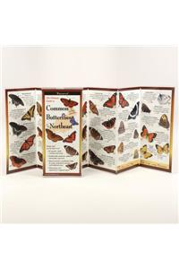 Common Butterflies of the Northeast