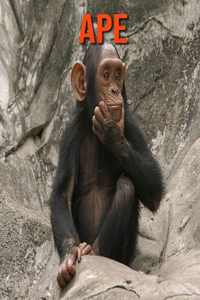 Ape