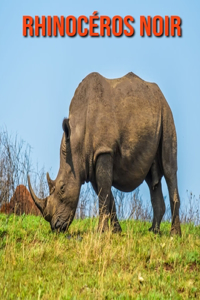Rhinocéros Noir