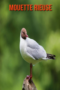 Mouette Rieuse