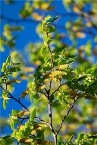 Hornbeam Tree Branches Journal