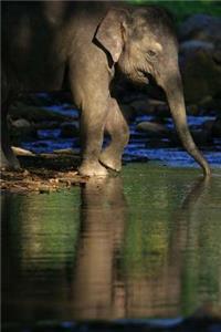 MindBlowing Elephant Journal 11