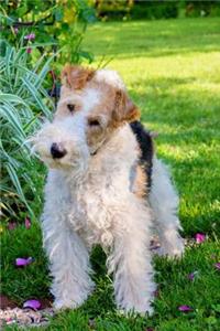 Wire Fox Terrier