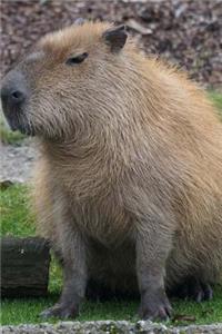 Skeptical Capybara is Does not Approve Journal
