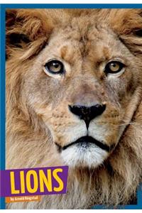Lions