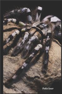 Pokie lover tarantula keeper notebook