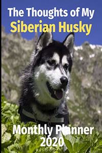 The Thoughts of My Siberian Husky