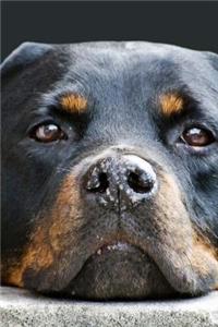 Cute Big Rottweiler Resting His Head Journal