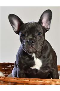 French Bulldog Notebook