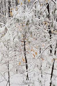 Winter School Composition Book Snowstorm Small Trees 130 Pages
