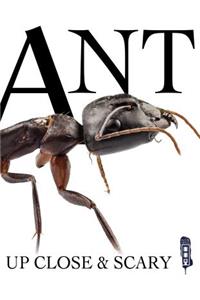 Ant