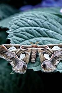 Atlas Moth on a Leaf Journal