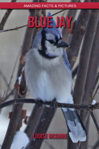 Blue Jay