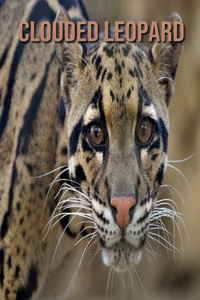 Clouded Leopard