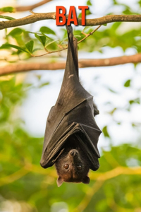 Bat