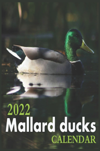 Mallard ducks Calendar 2022