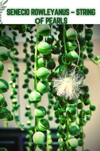 Senecio Rowleyanus - String оf Pearls