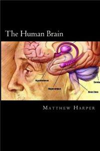 Human Brain: A Fascinating Book Containing Human Brain Facts, Trivia, Images & Memory Recall Quiz: Suitable for Adults & Children