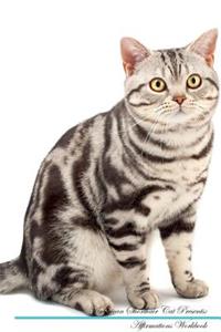 American Shorthair Cat Affirmations Workbook American Shorthair Cat Presents