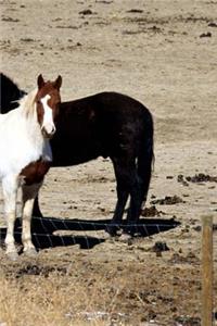Journal Pasture Trio Equine Horses