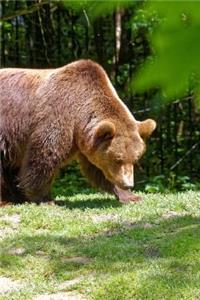 Brown Bear on a Grassy Hill Journal