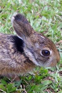 Adorable Wild Baby Bunny Rabbit Animal Journal