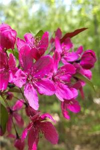 Journal Full Bloom Flowering Tree Branch