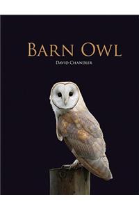 Barn Owl