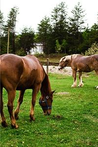 2020 Weekly Planner Horse Photo Equine Pasture Scene 134 Pages