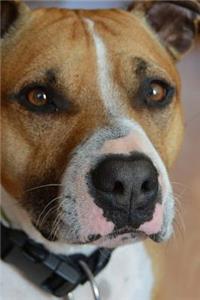 American Staffordshire Terrier Ready to Walk Journal