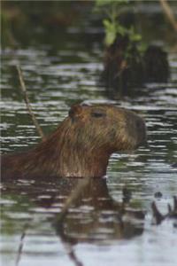 A Capybara Swimming in Its Natural Habitat Journal