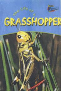 Raintree Perspectives: Life Cycles - the Life of a Grasshopper