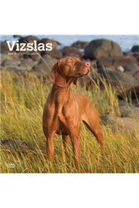 VIZSLAS 2020 SQUARE WALL CALENDAR
