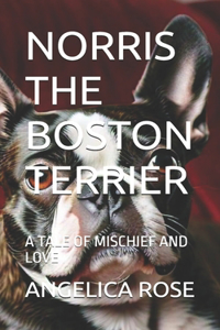Norris the Boston Terrier