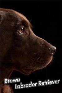 Brown Labrador Retriever