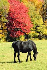 Horse Photo School Composition Book Equine Grazing Horse Fall Foliage
