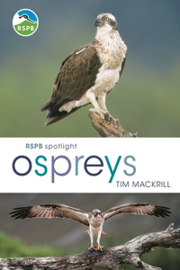 Rspb Spotlight Osprey