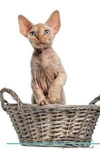 Devon Rex Affirmations Workbook Devon Rex Presents