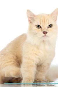 Munchkin Cat Affirmations Workbook Munchkin Cat Presents
