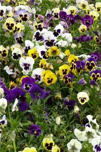 Field of Pansies Flower Journal