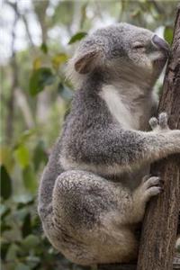 Koala Hanging Around Journal