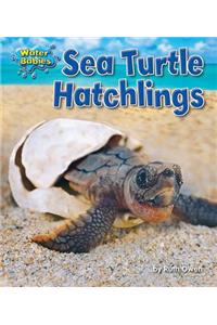 Sea Turtle Hatchlings