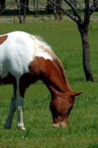 2020 Weekly Planner Horse Photo Equine Grazing Pinto 134 Pages