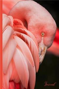 Flamingo One of the Flock Journal