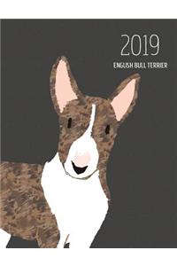 2019 English Bull Terrier