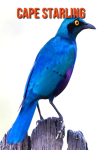 Cape Starling