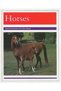 Animals - Horses